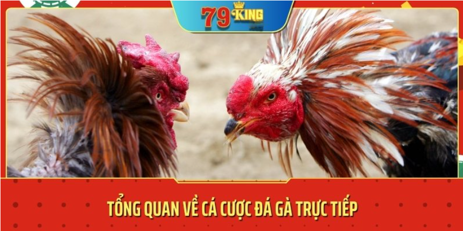 cá cược đá gà trực tiếp